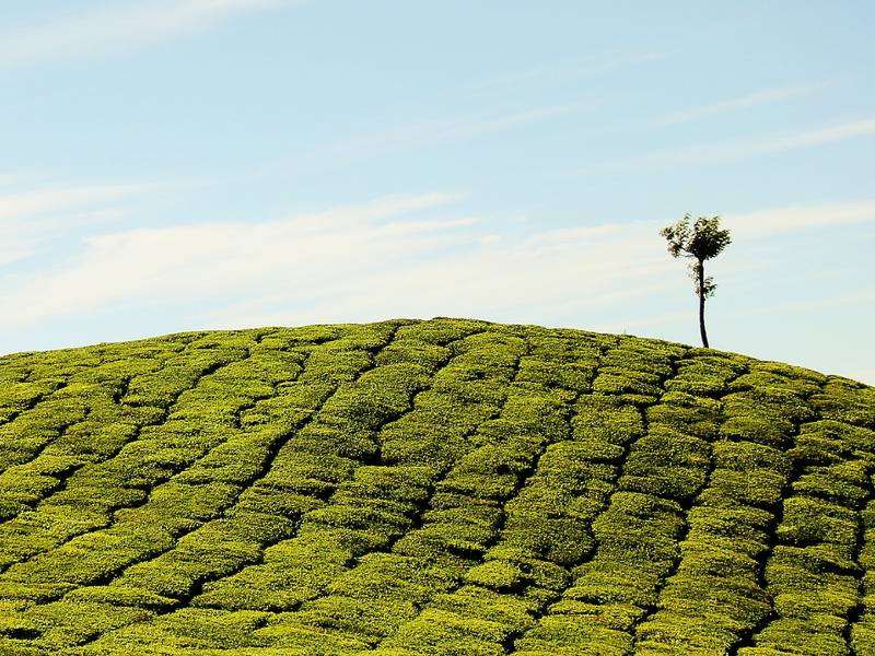 Botanikind settles in Basel